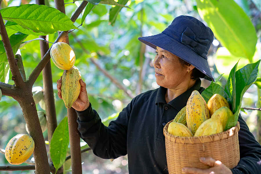 Woman with a basket of cocoa beans